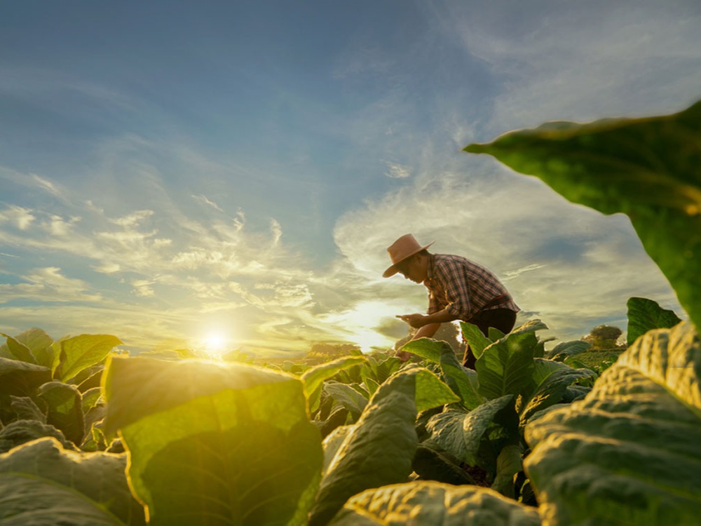 The Importance of the Young Generations in Agricultural Sector as Successors