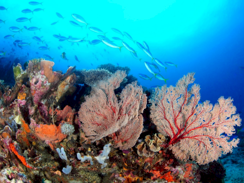 Wisata Taman Laut Cantik, Saking Indahnya Bikin Kamu Makin Betah Menyelam