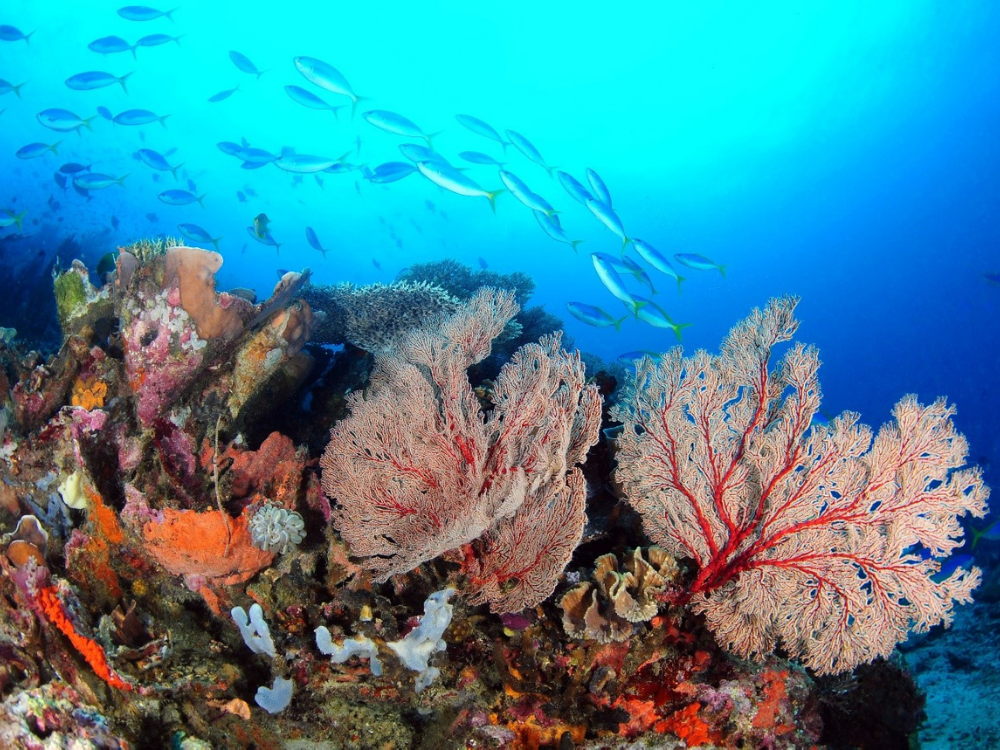 Wisata Taman Laut Cantik, Saking Indahnya Bikin Kamu Makin Betah Menyelam